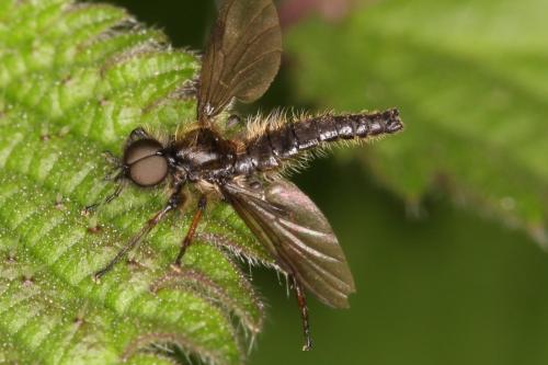 Réf. 277 873 : Bibio lanigerus